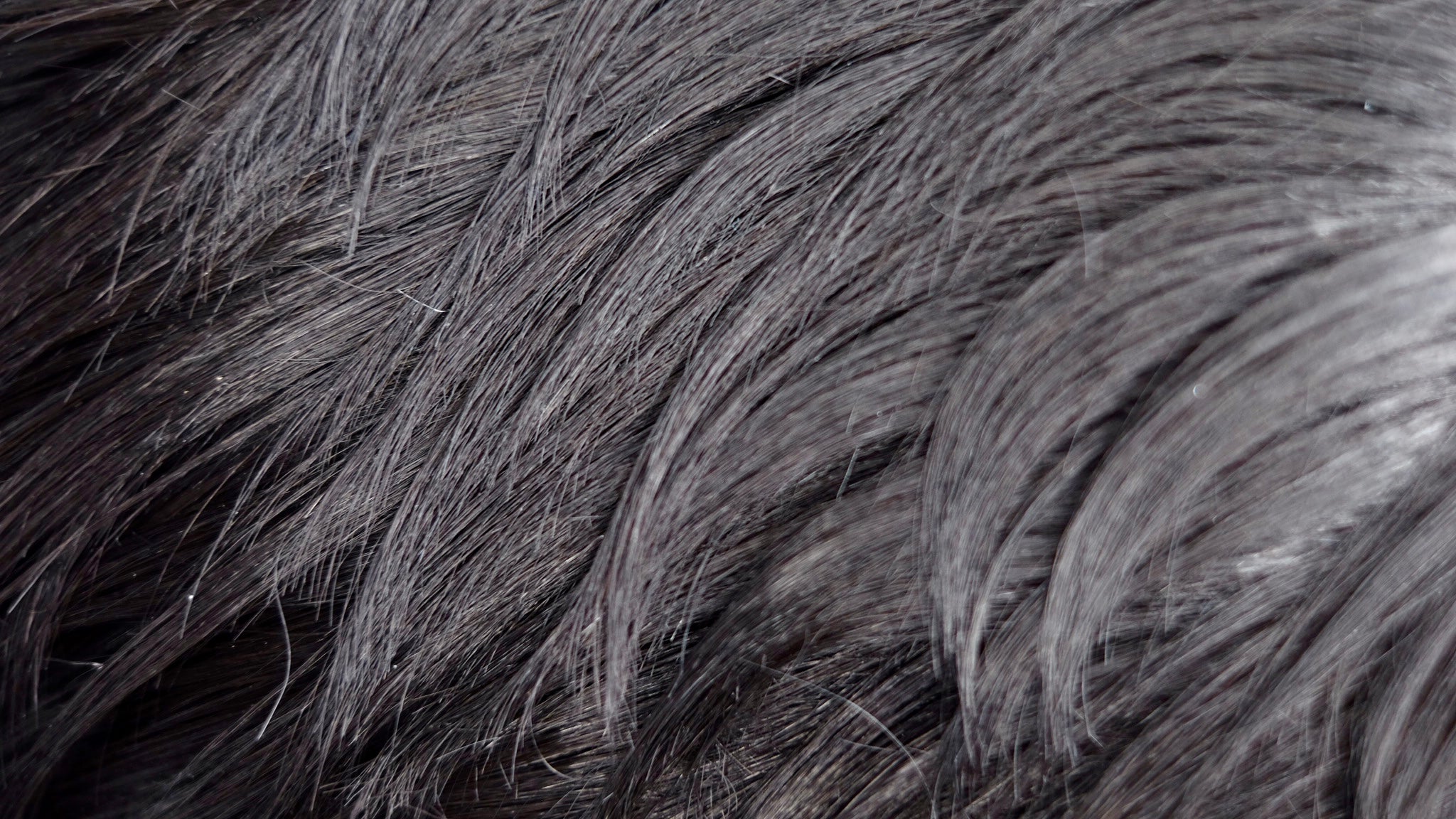 MOTOWN TRESS LDP-CURVE1