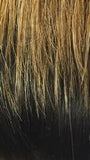 IT'S A WIG!  CYNDI